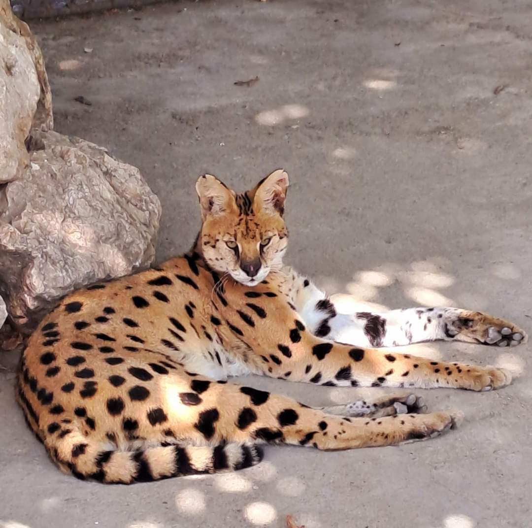 Astăzi, 4 octombrie, intrarea  este gratuită la Zoo Târgoviște cu ocazia Zilei Mondiale a Animalelor, Primăria municipiului Târgoviște împreună cu Administrația Grădinii Zoologice