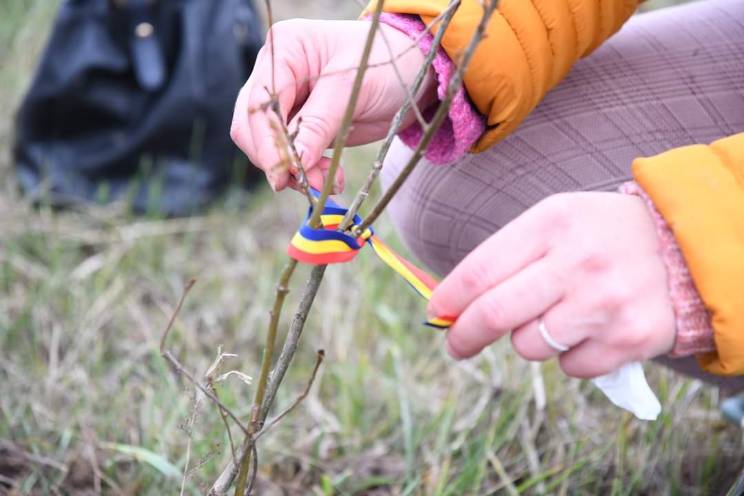 O nouă  acțiune de plantare a avut  loc în  Pădurea Parașutiștilor de la Răcari, evenimentul a fost pregătit de către administrația locală condusă de primarul Marius Caravețeanu.